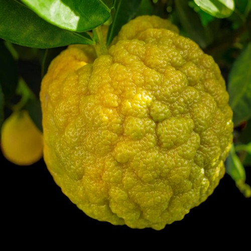 Citrus jambhiri schaub - citrus, rough