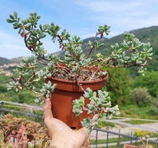 ? Vaso 15 Ø cm Pianta OSCULARIA DELTOIDES Fiori Rosa Grassa Rara ?❤+ Omaggio