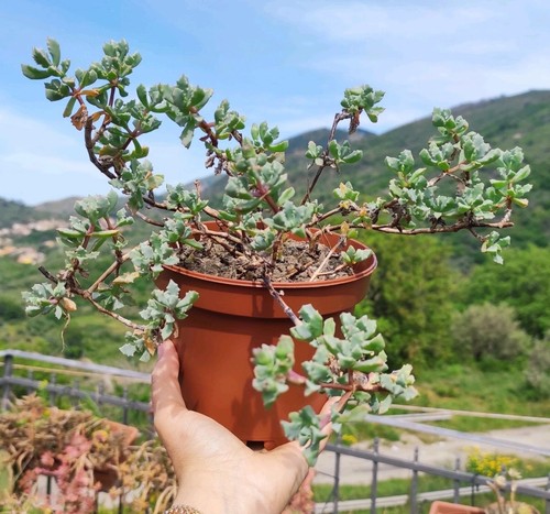 Vaso ø cm pianta - vaso,