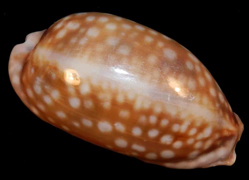 Cypraea zebra conchiglia - zebra, 92