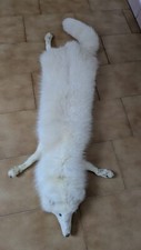 Stola In Volpe Bianca Intera Ottime Condizioni