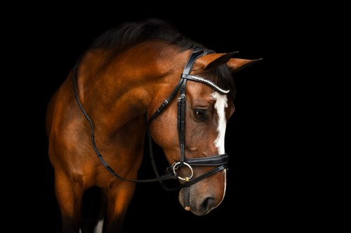 Briglia dressage red - barn, pace
