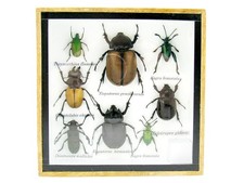 Pezzo unico - veri insetti e