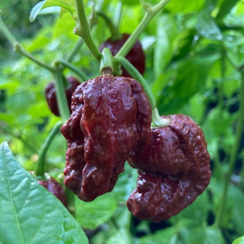 Peperoncino pod douglah - douglah,