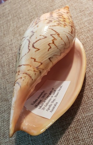 Volute ericusa sowerbyi 180 - ericusa,