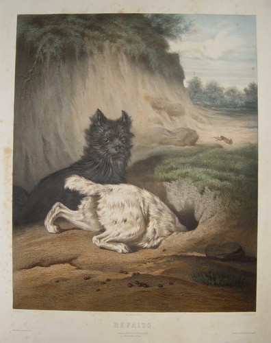 West highland terrier - highland,