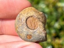 Fossil Goniatite Glaphyrites