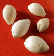 GASTEROPODE FOSSILE DES LANDES