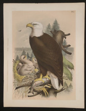 AQUILA ANTICA CROMOLITOGRAFIA