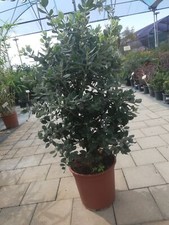 Metrosideros Excelsus v24