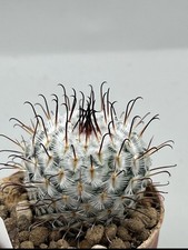 Mammillaria perez rosae - perez, la