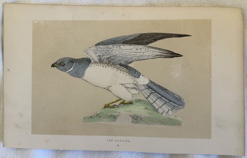 Morris hen harrier albanella - morris,