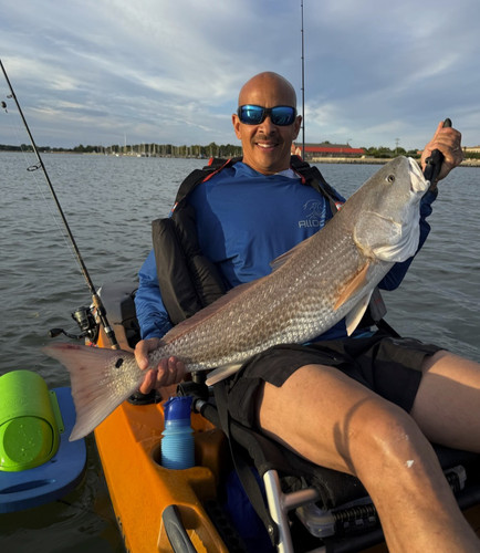 Baitshark kayak pesca livewell - baitshark,