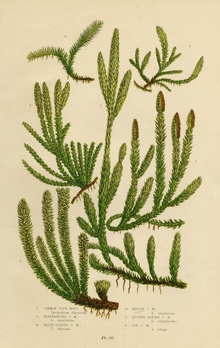 Stampa botanica antica 1899 - stampa,