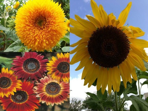 Assortimento girasole 3 - girasole,
