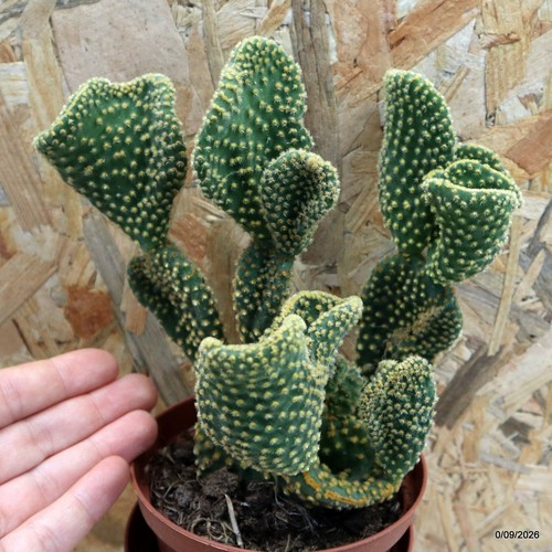 Opuntia microdasys ondulata