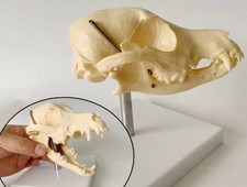 Modello teschio cane cane