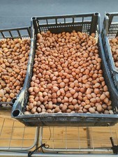 mandorla Siciliana vera