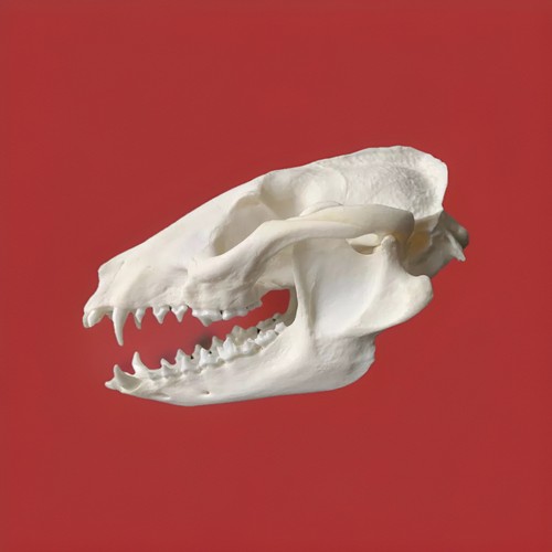 M10 teschio cane - m10,