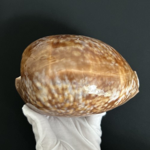 Macrocypraea cervus cypraea - macrocypraea, cervus/cypraea
