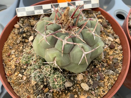 631 thelocactus hexaedrophorus - 631,