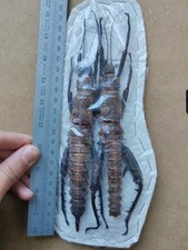 Eurycantha horrida PAIR insect