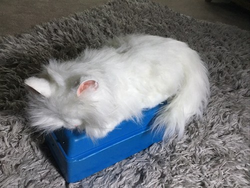 Peluche gatto persiano - , soffice