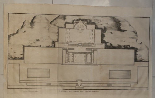 Pianta tempio fortuna - pianta,