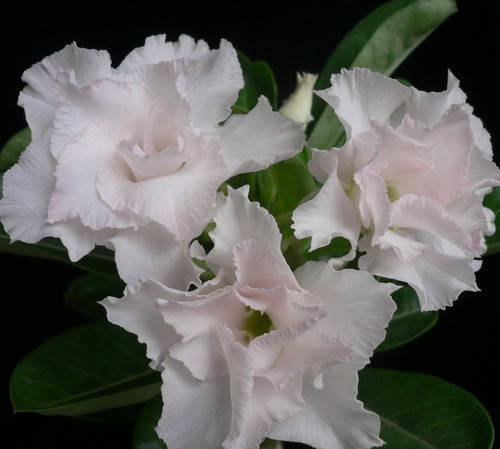 Rosa del deserto adenium - deserto,