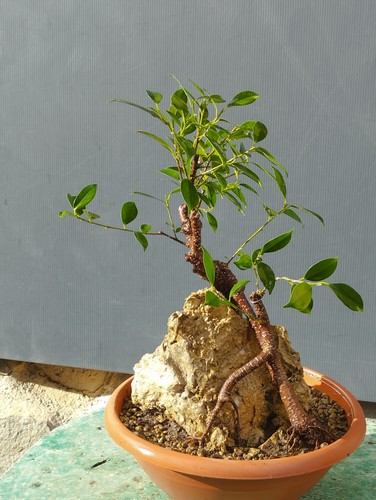 Bonsai ficus 40x25 - bonsai,