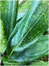 Aspidistra China Star - rustique - 1 plant