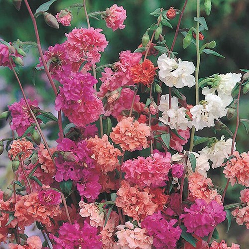 300 semi clarkia doppia - semi,