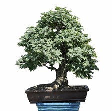 Bonsai Acero Campestre