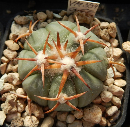 Echinocactus horizonthalonius