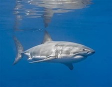 GREAT WHITE SHARK - 11" x 14"