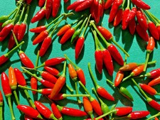 Semi peperoncino - semi, di