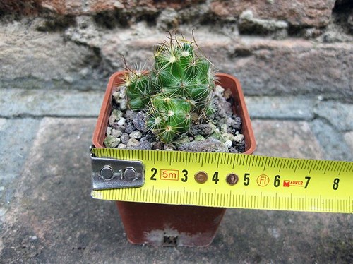 Mammillaria surculosa cm - mammillaria,
