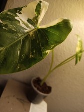 Alocasia Macrorrhiza BEAUTY
