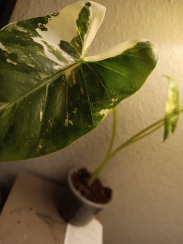 Alocasia macrorrhiza beauty - macrorrhiza,