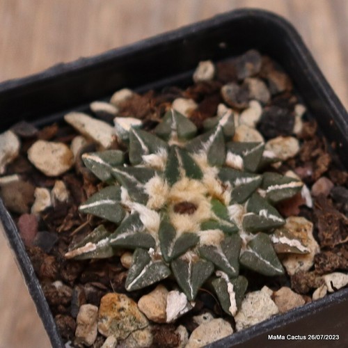C335 ariocarpus - c335,
