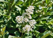 Ligustro sinense "Ligustrum