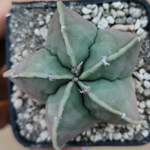 Astrophytum ribs - astrophytum, 5
