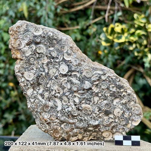 Promicroceras marstonense