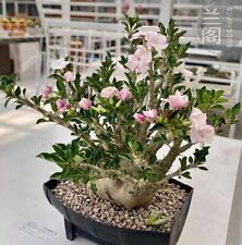 2PCS Rara Pianta Succulenta