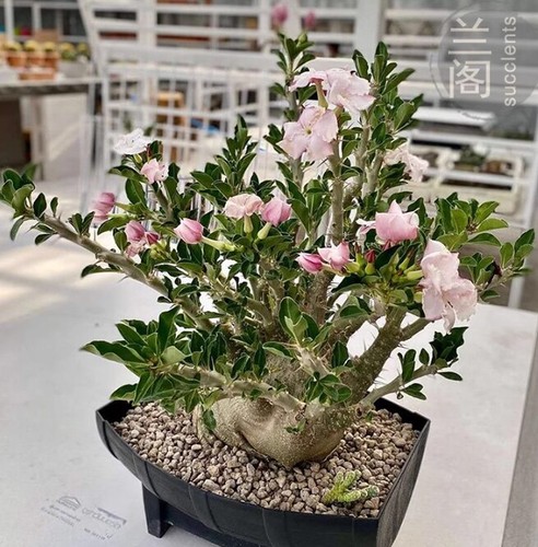 2pcs rara pianta - 2pcs, succulenta