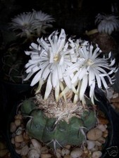Discocactus eptacanthus cacti