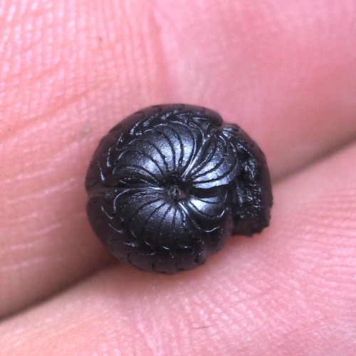 Goniatite fossile ematite