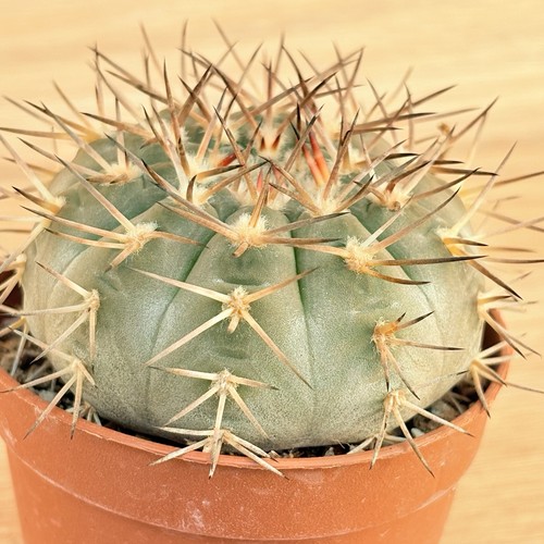 Gymnocalycium riojense pot - gymnocalycium, ,