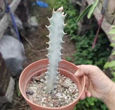 Tall 12cm euphorbia - euphorbia, trigona