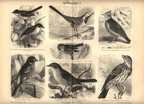 1889 stampa antica - stampa,